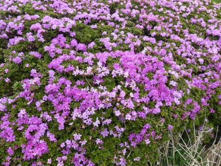 ミヤマキリシマ