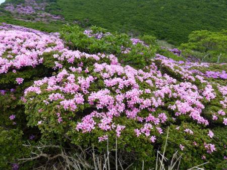 ミヤマキリシマ