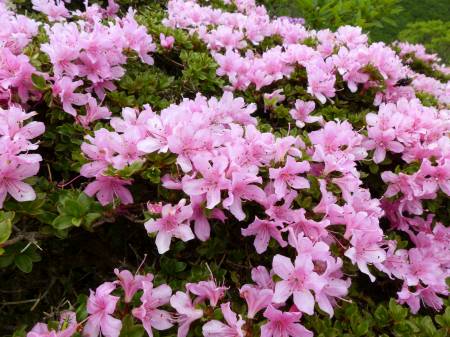 ミヤマキリシマ