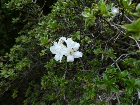 白いミヤマキリシマ