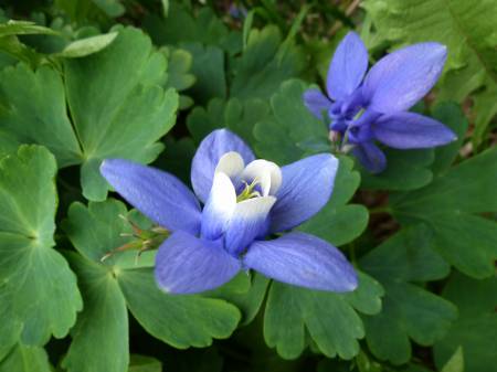 ミヤマオダマキ