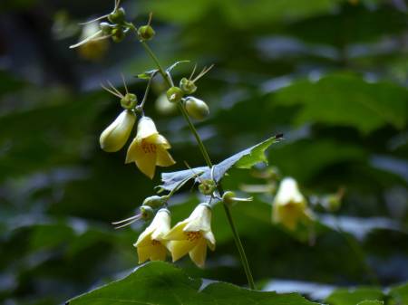 今年のキレンゲショウマ