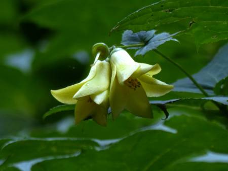 今年のキレンゲショウマ