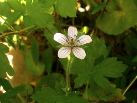 ゲンノショウコ