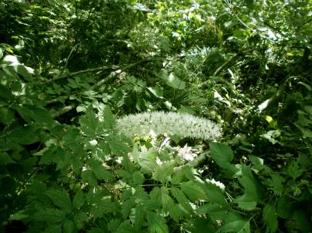 サラシナショウマ