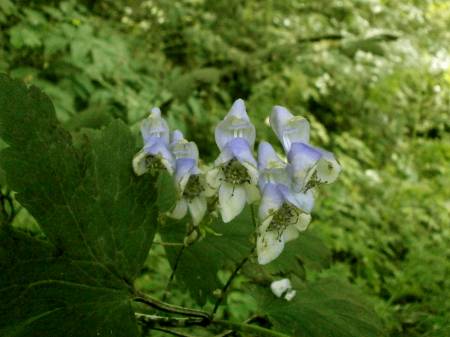 ハクサントリカブト