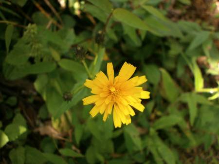 ミヤマコウゾリナ