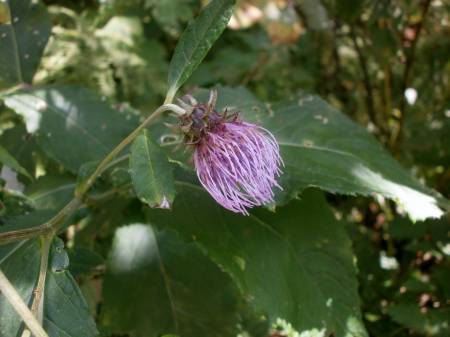 ハクサンアザミ