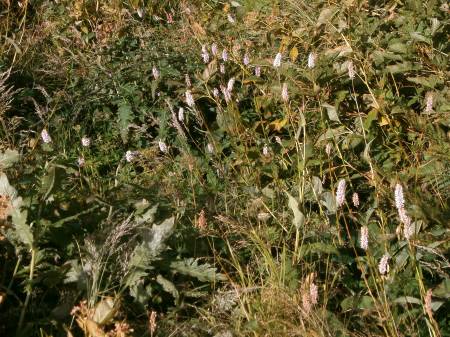 ムカゴトラノオ