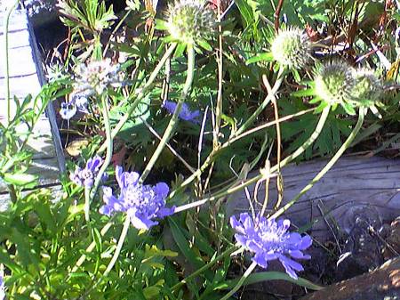 タカネマツムシソウ