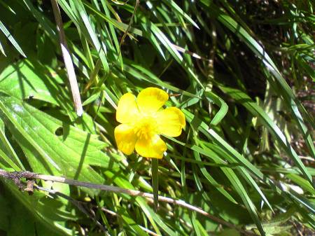 ミヤマキンポウゲ