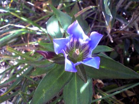 ミヤマリンドウ