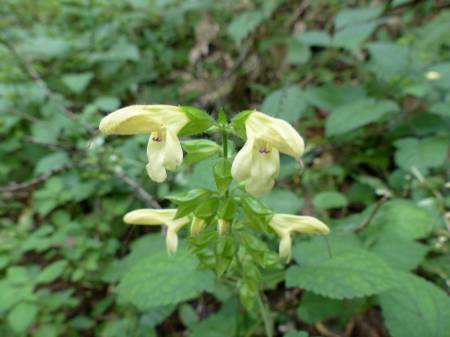 キバナアキギリ