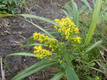 アキノキリンソウ