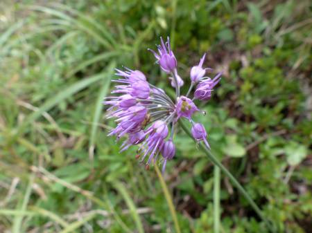 ヤマラッキョウ