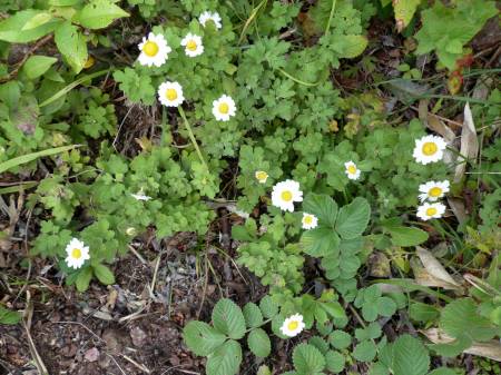 リュウノウギク