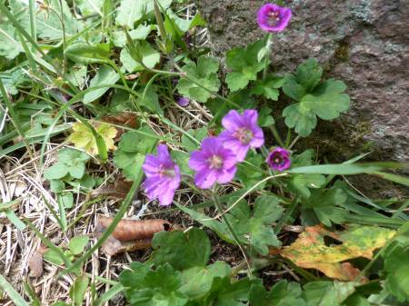 ゲンノショウコ