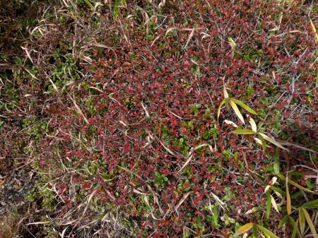 ミヤマキリシマ