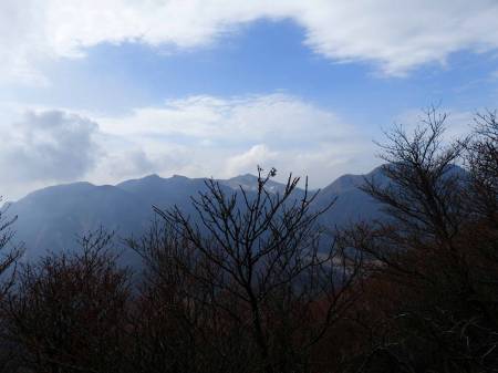 ドウダンツツジ