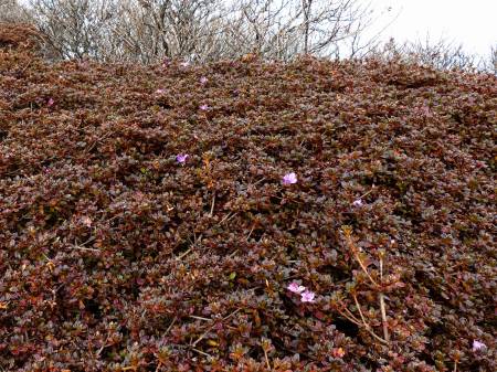 ミヤマキリキマ