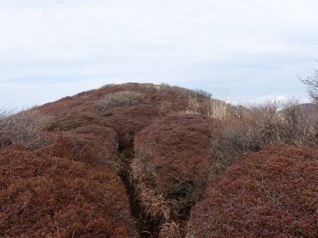 ミヤマキリシマ