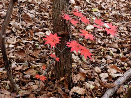 紅葉