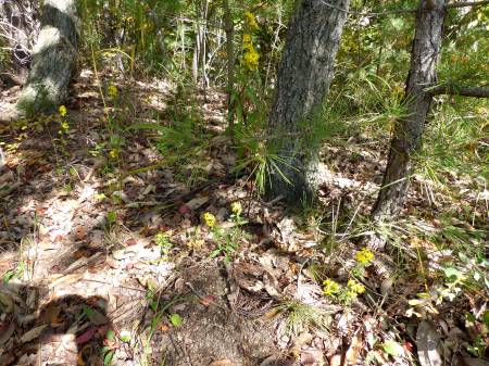 アキノキリンソウ