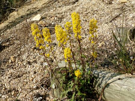 アキノキリンソウ