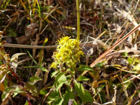 アキノキリンソウ