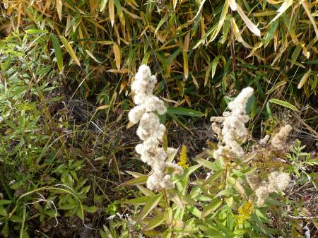 アキノキリンソウ