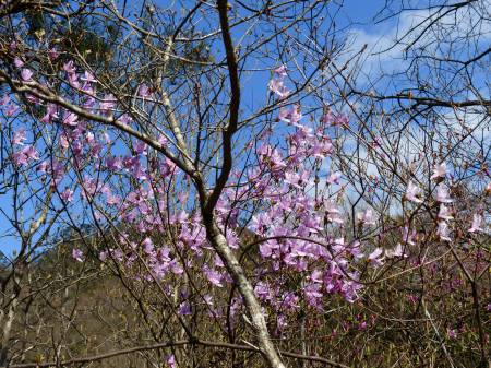 コバノミツバツツジ