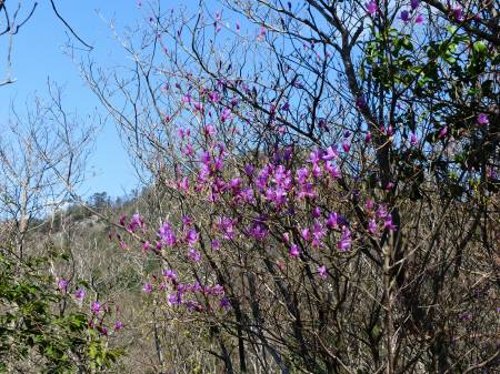 コバノミツバツツジ