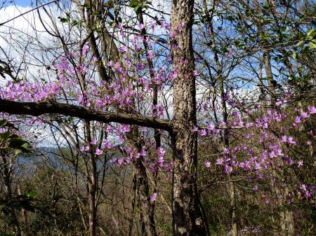 コバノミツバツツジ