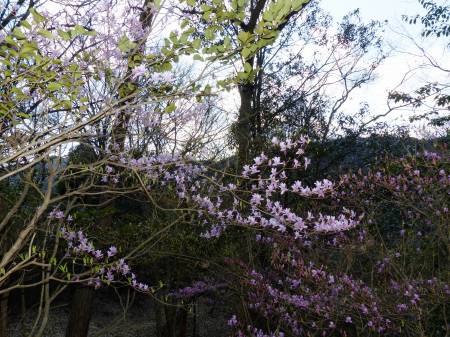 コバノミツバツツジ