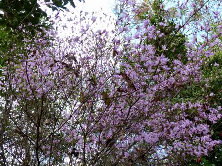 コバノミツバツツジ