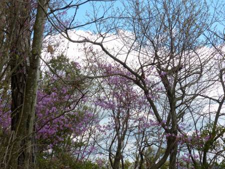 コバノミツバツツジ