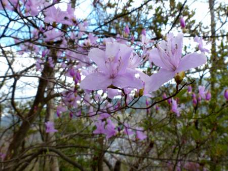 コバノミツバツツジ