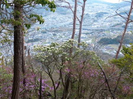 アセビとツツジ