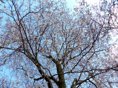 咲き誇るヤマザクラ