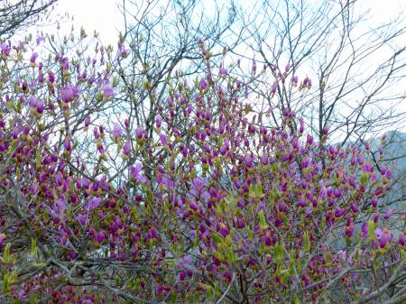 コバノミツバツツジ