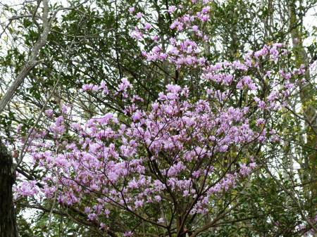 コバノミツバツツジ