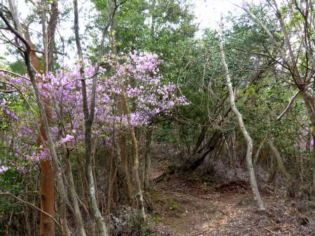 コバノミツバツツジ