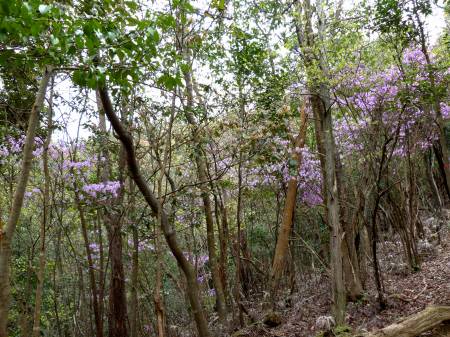 コバノミツバツツジ