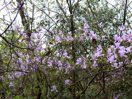 コバノミツバツツジ