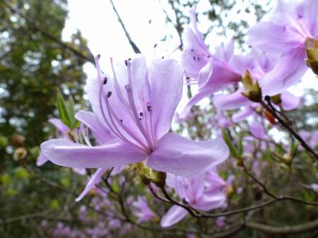 コバノミツバツツジ