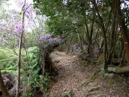 コバノミツバツツジ