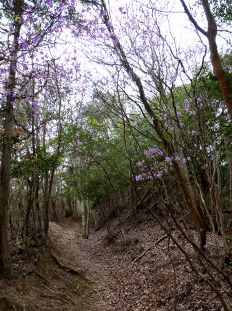 コバノミツバツツジ