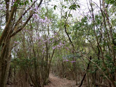 コバノミツバツツジ