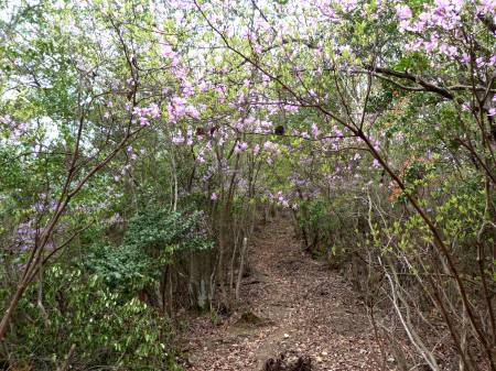 コバノミツバツツジ