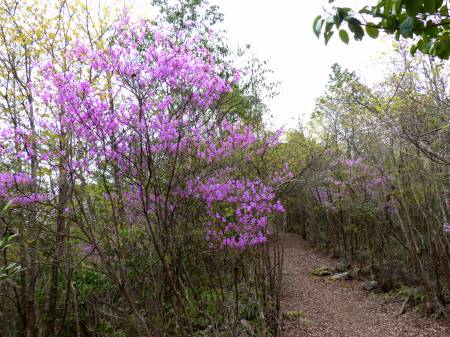 コバノミツバツツジ